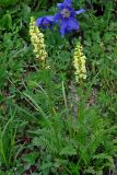 Pedicularis incarnata. Цветущие растения (на заднем плане виден цветок Aquilegia glandulosa). Красноярский край, Ермаковский р-н, природный парк \"Ергаки\", гора Птица, ≈ 2000 м н.у.м., субальпийский луг. 16.07.2018.