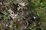 Astragalus testiculatus