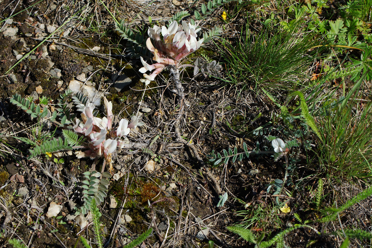 Image of Astragalus testiculatus specimen.