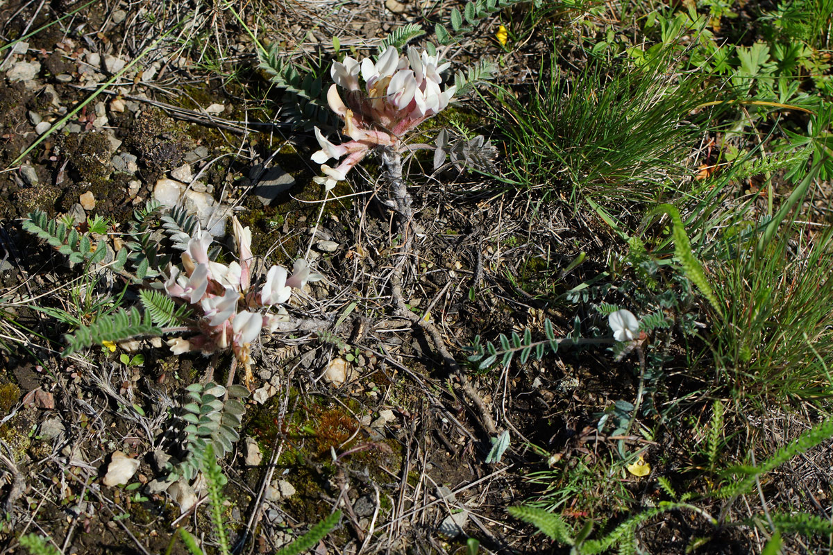 Изображение особи Astragalus testiculatus.