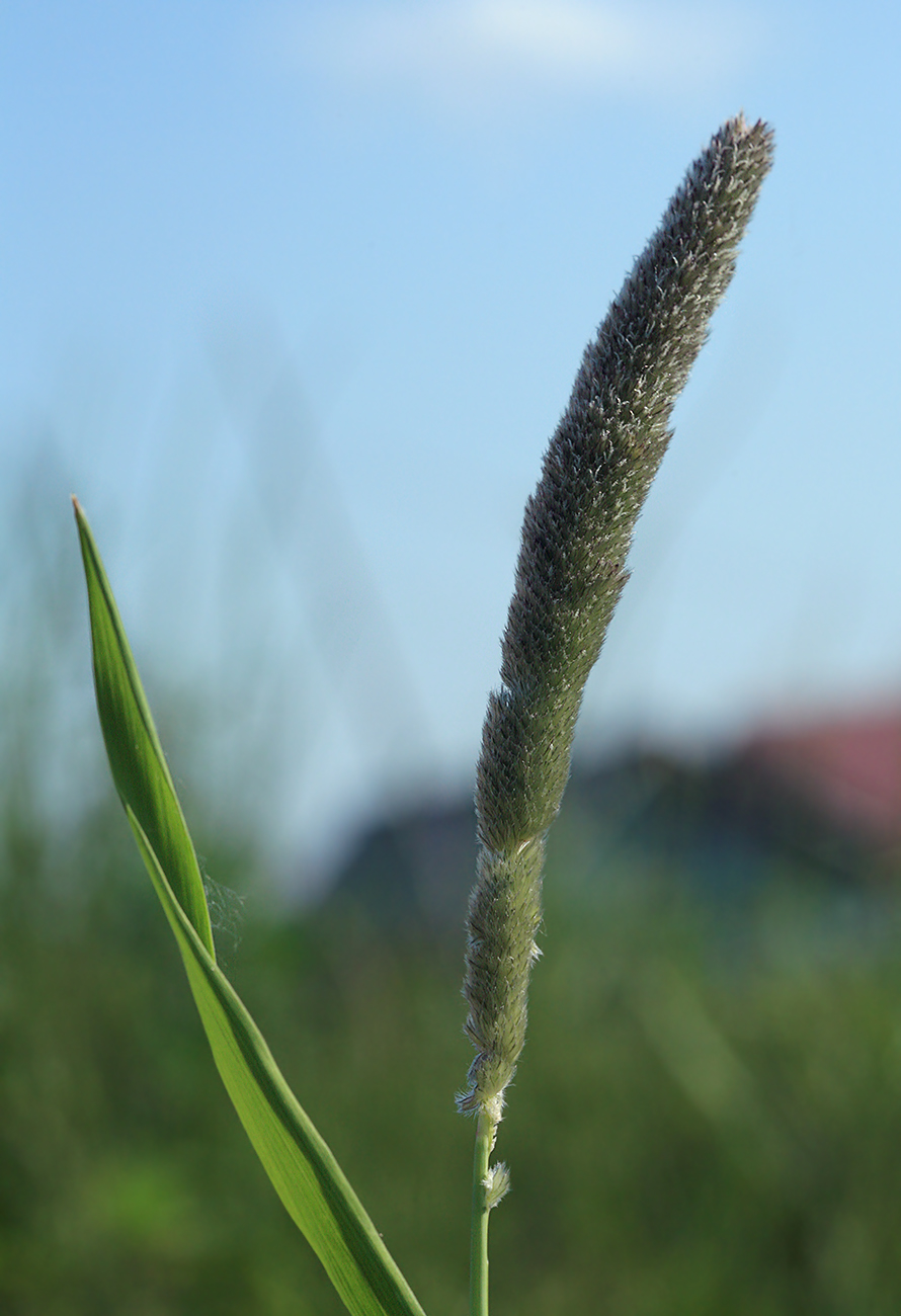 Image of Alopecurus arundinaceus specimen.