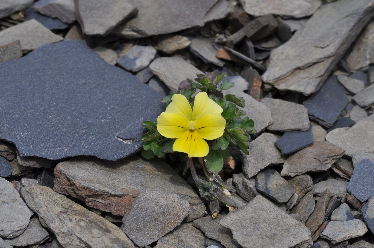 Image of Viola minuta specimen.