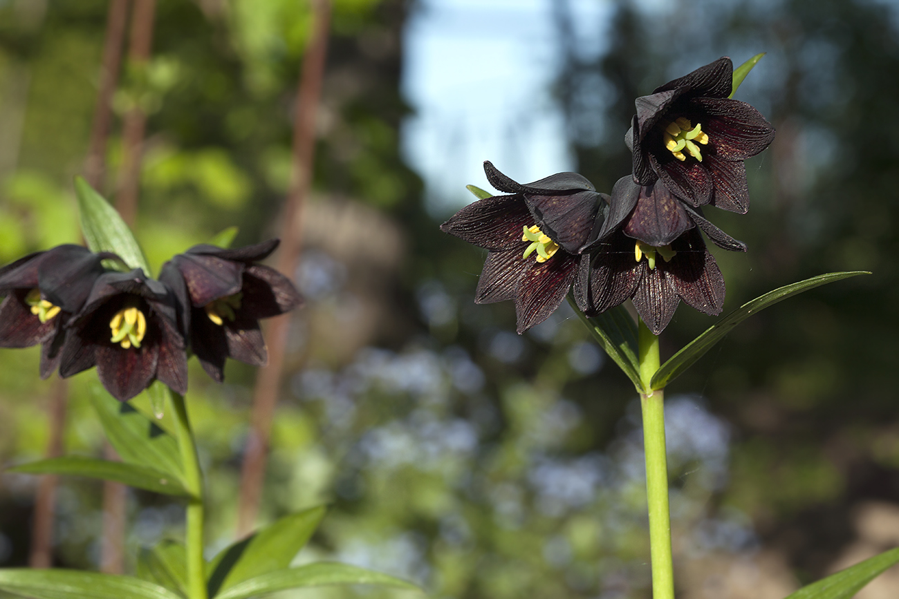 Image of Fritillaria camschatcensis specimen.