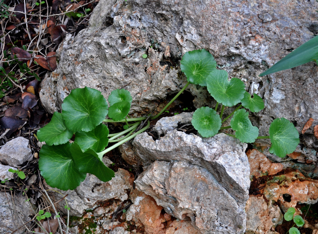 Image of genus Umbilicus specimen.