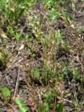 genus Poa. Соцветия. Пензенская обл., Спасский р-н, с. Ново-Зубово, залежь. 20.06.2010.