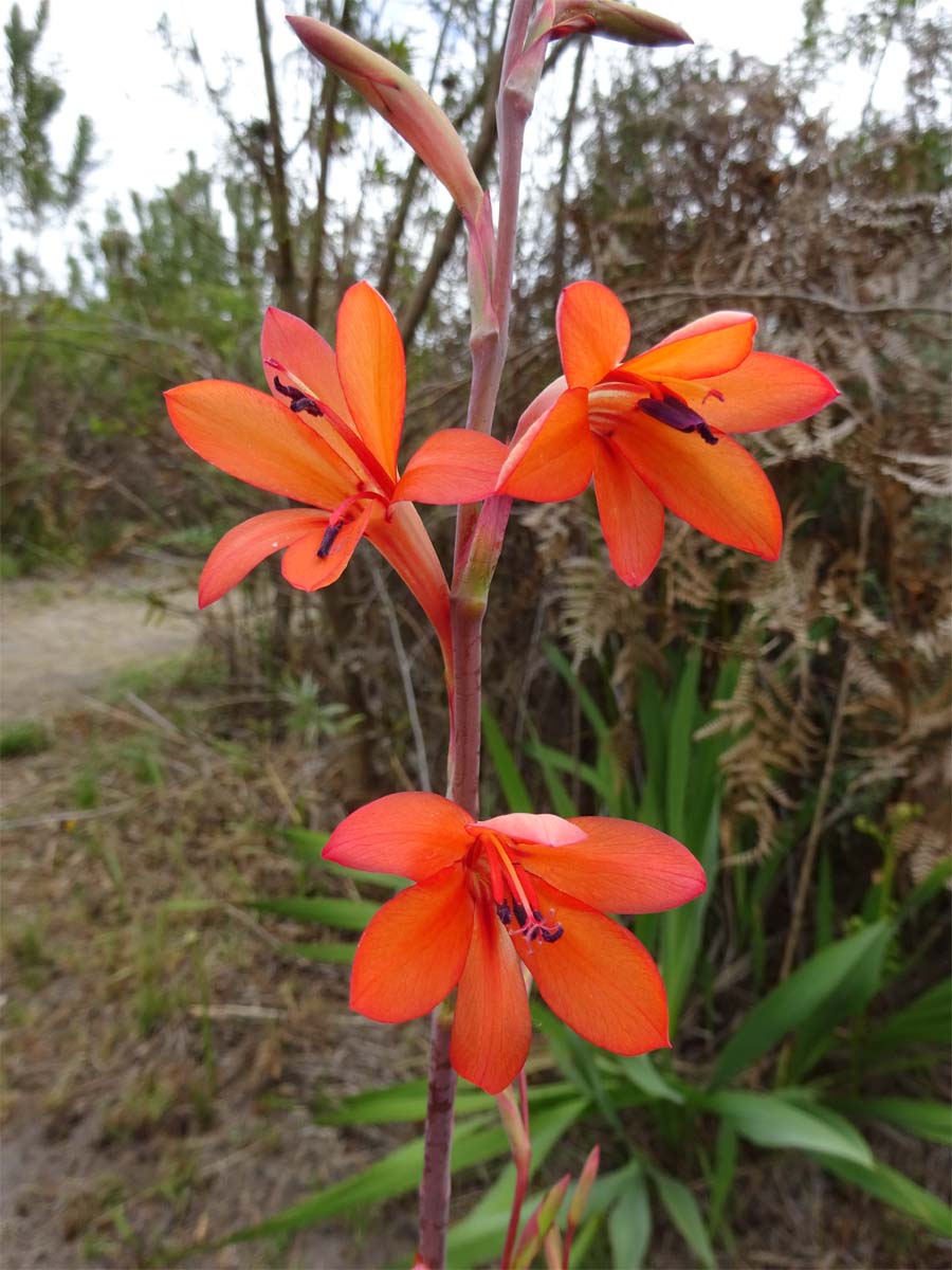 Image of Watsonia tabularis specimen.