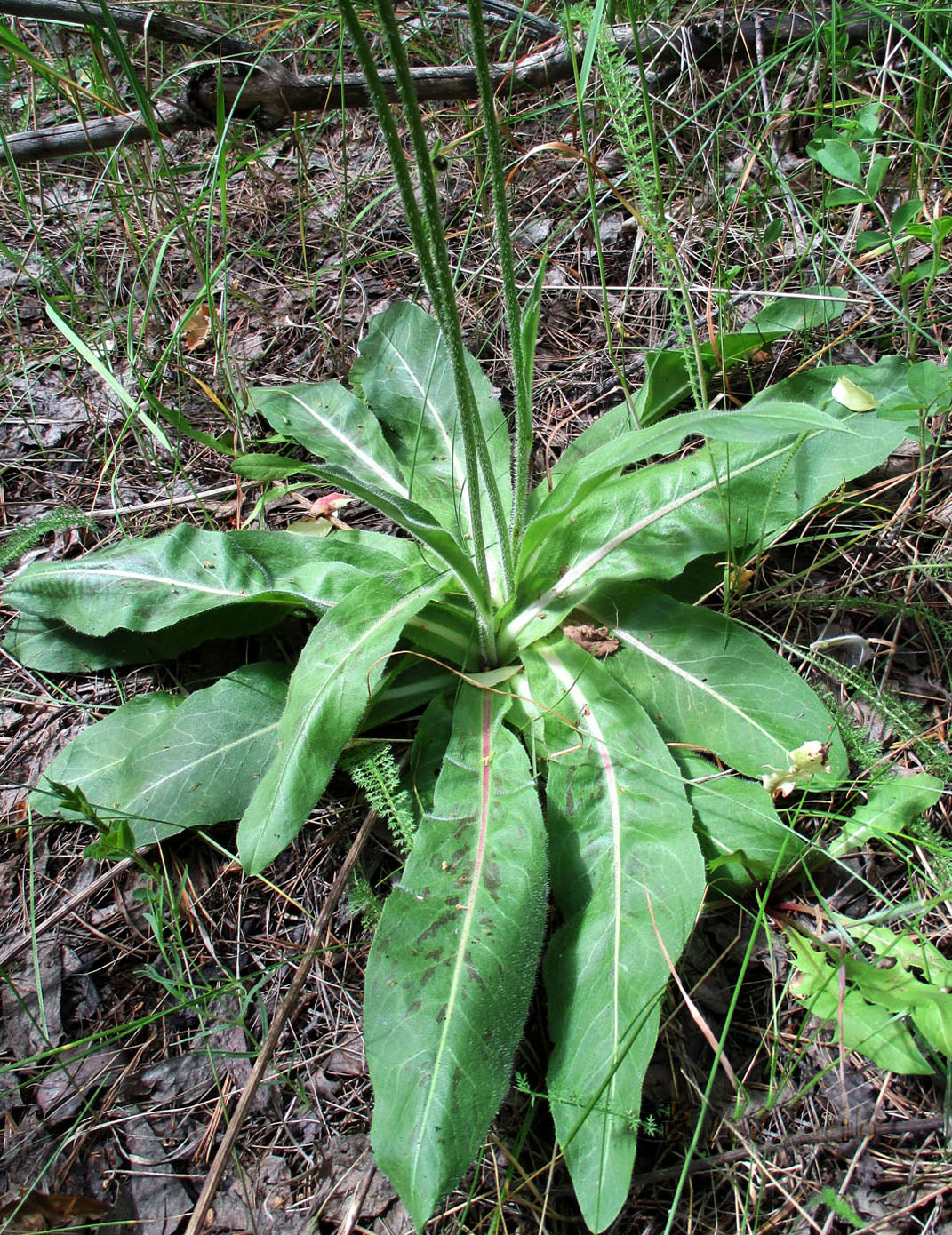 Изображение особи Trommsdorffia maculata.