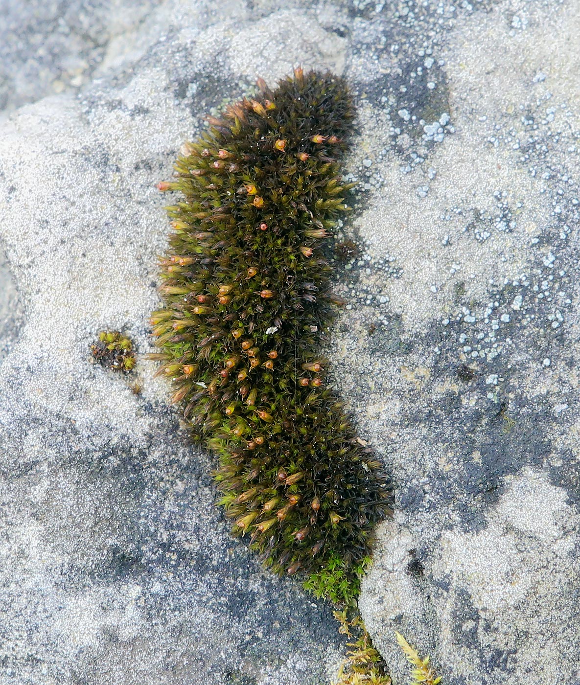 Image of class Bryopsida specimen.