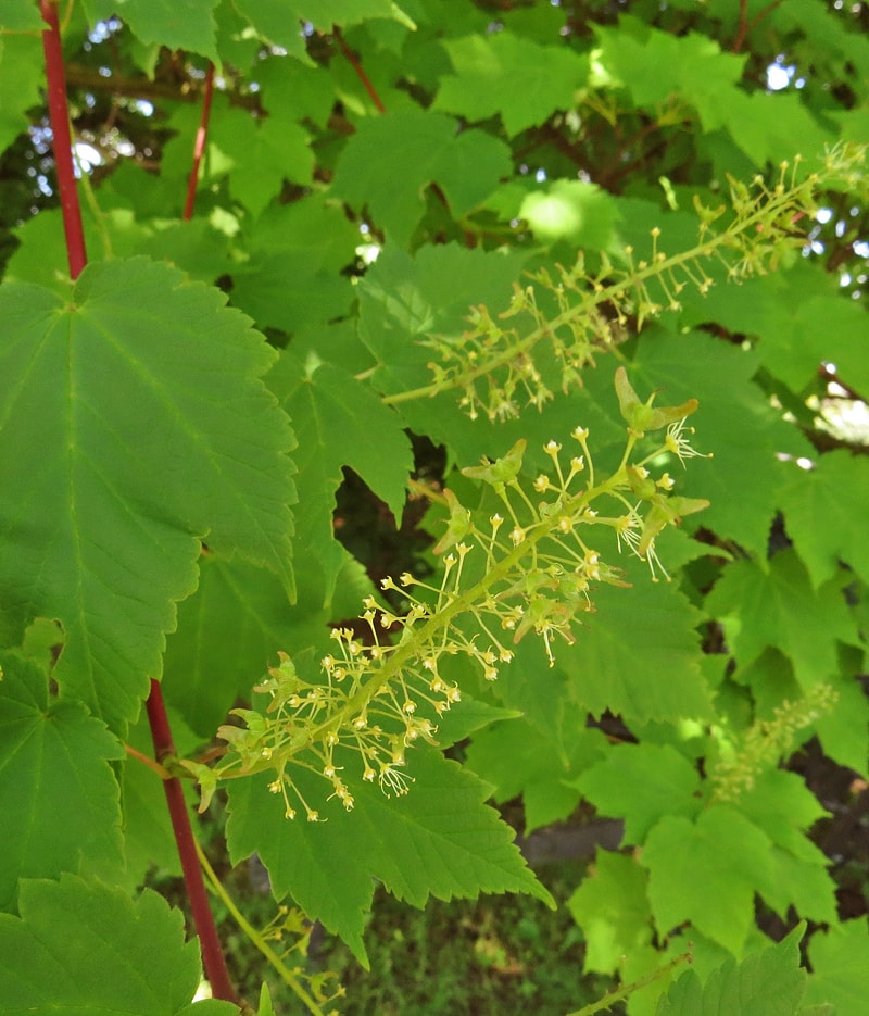 Image of Acer ukurunduense specimen.