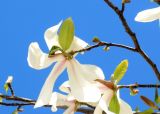 Magnolia kobus. Цветок (вид со стороны чашечки). Швеция, Стокгольм, Блазихолмен (Blasieholmen), в культуре. 05.05.2017.