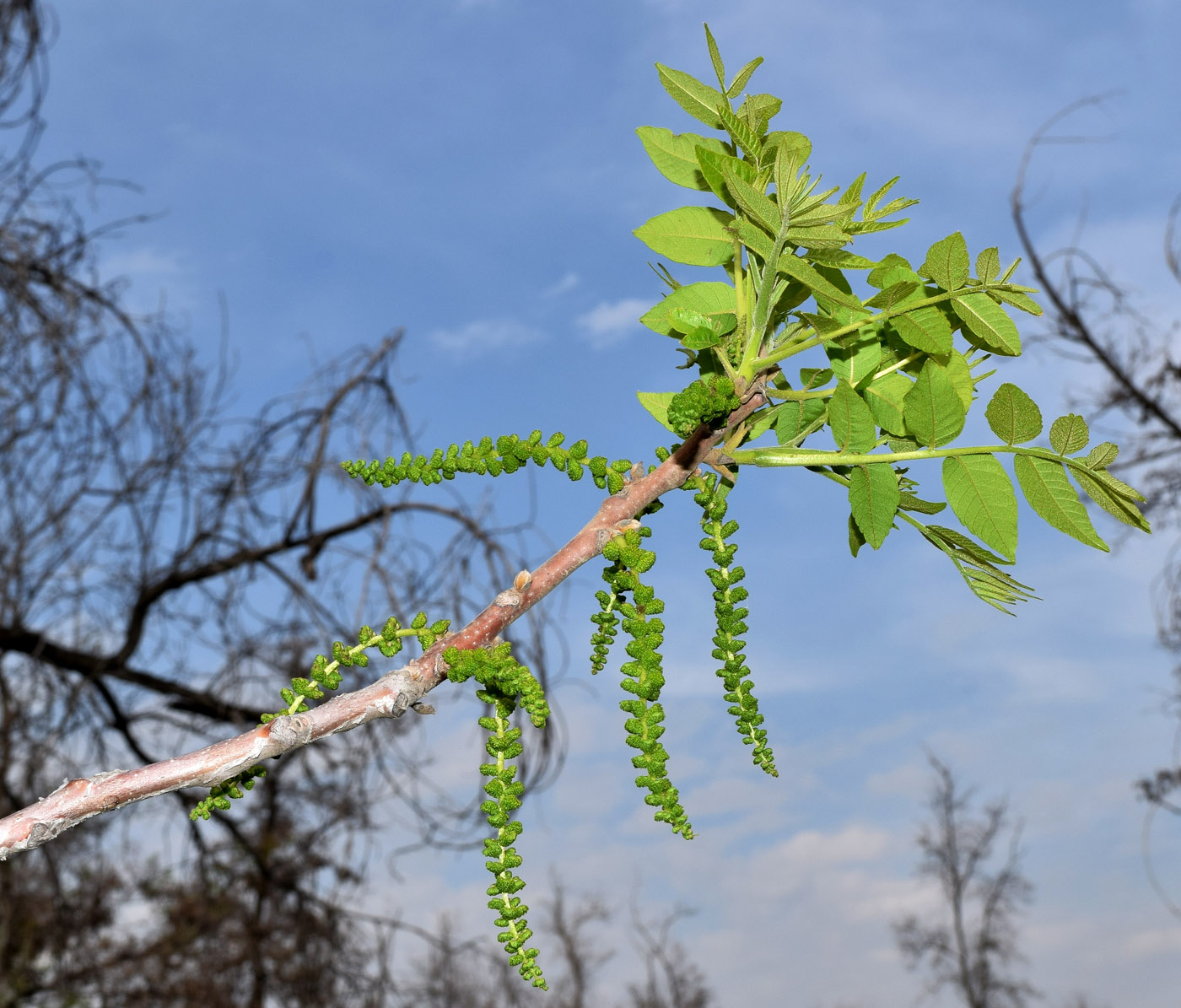 Image of Juglans microcarpa specimen.