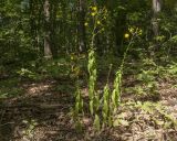 Hieracium scabiosum. Цветущие растения. Краснодарский край, Абинский р-н, окр. станицы Шапсугская, склон горы Топчиноватая, ≈ 500 м н.у.м., буково-грабово-дубовый лес. 19.08.2017.