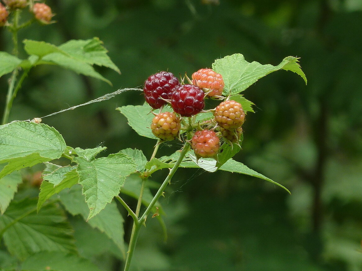 Image of Rubus occidentalis specimen.
