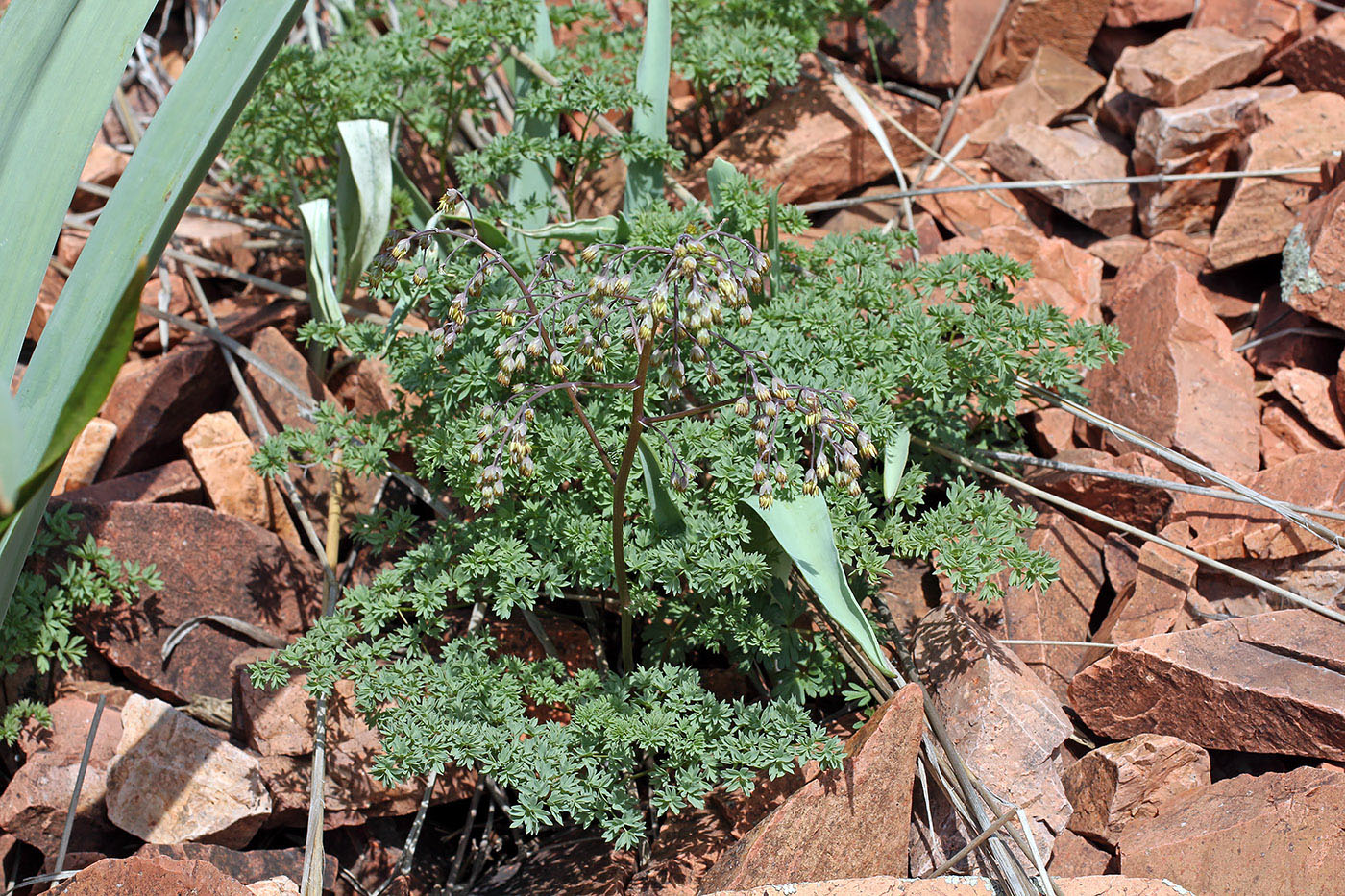 Изображение особи Thalictrum isopyroides.