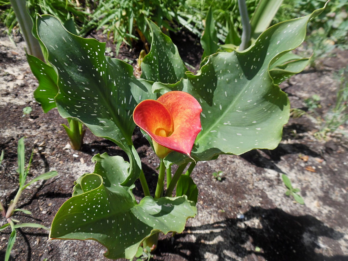 Изображение особи род Zantedeschia.