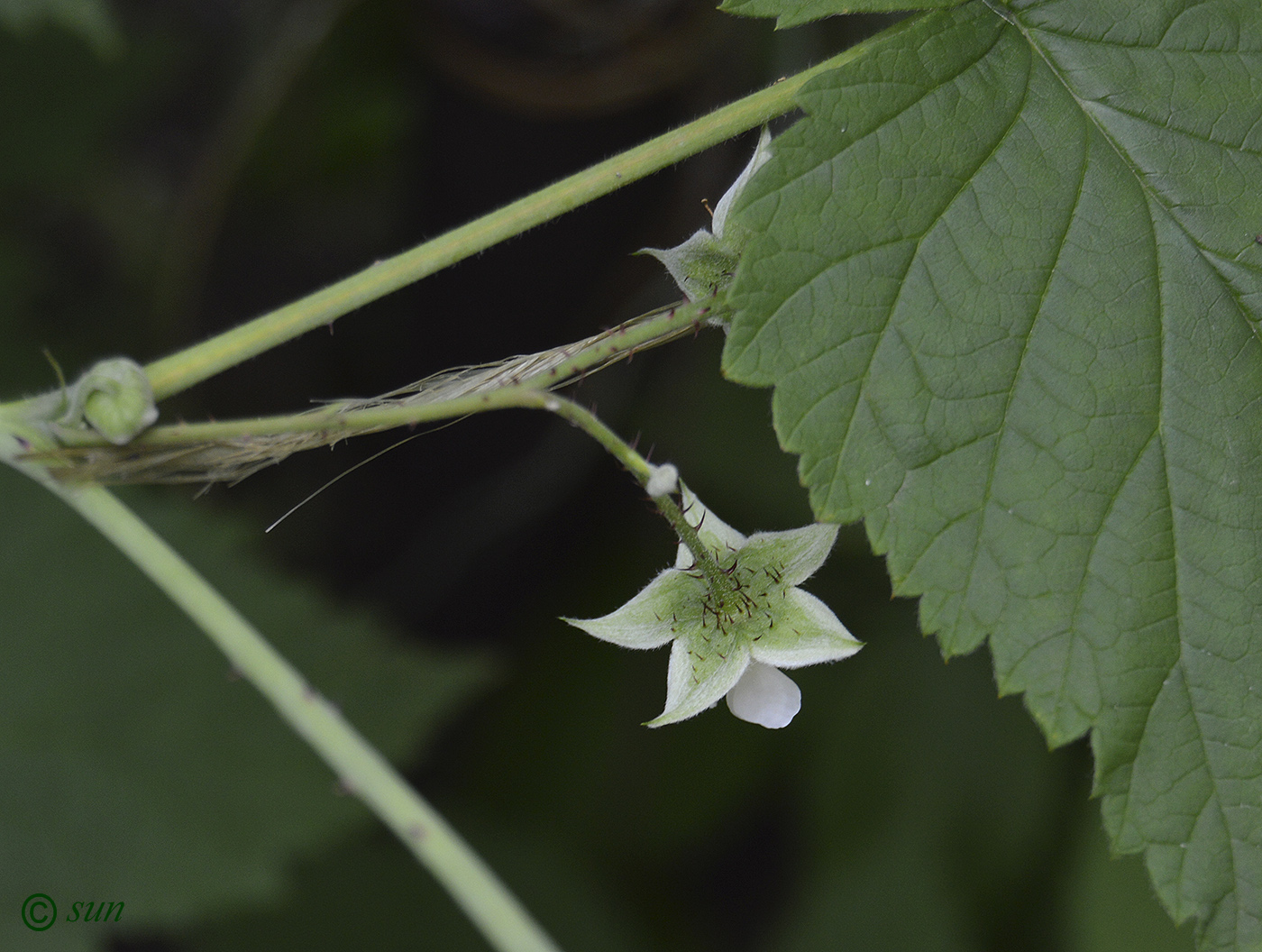 Image of Rubus occidentalis specimen.