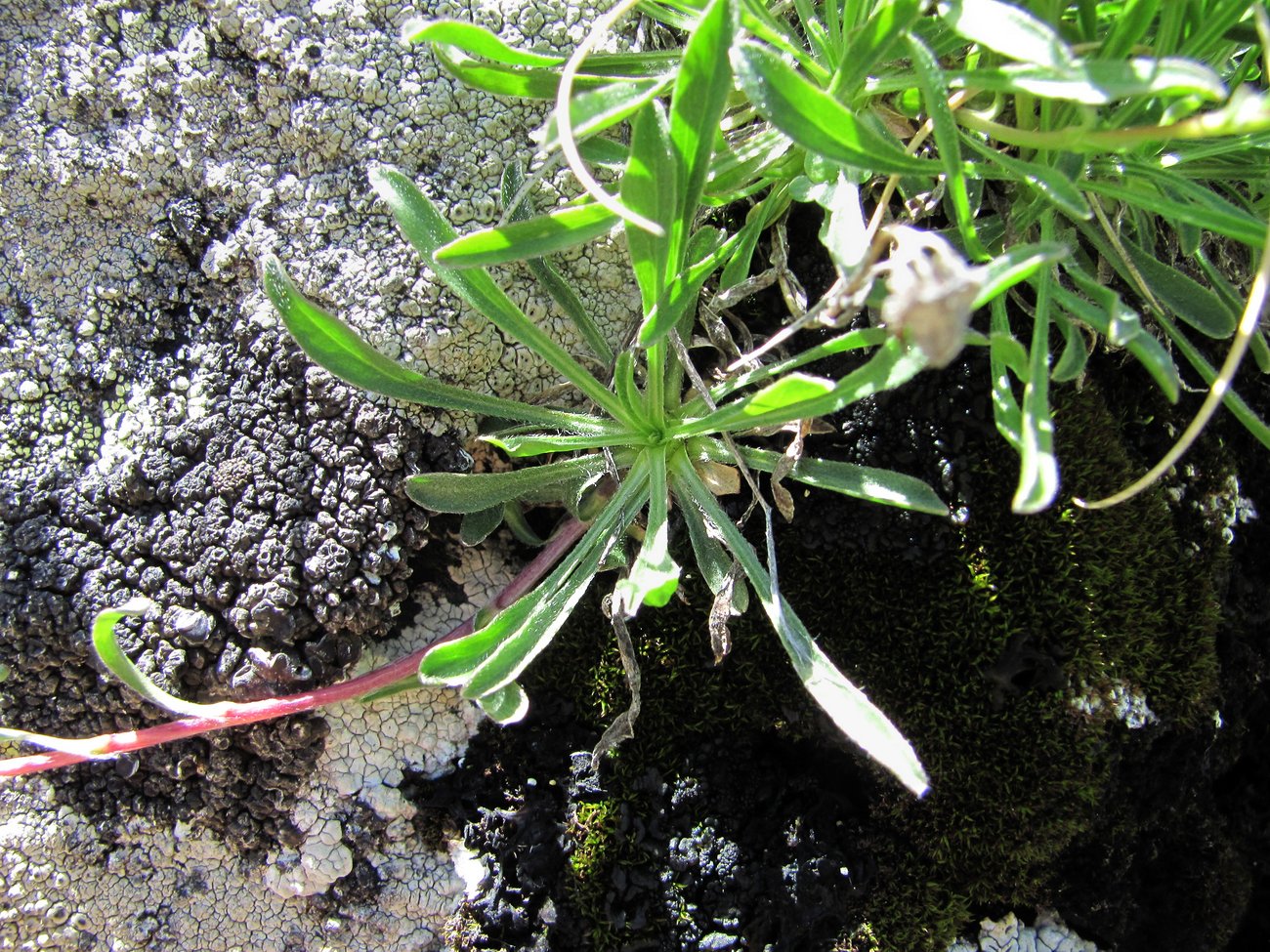 Image of Campanula saxifraga specimen.