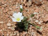 Cerastium lithospermifolium