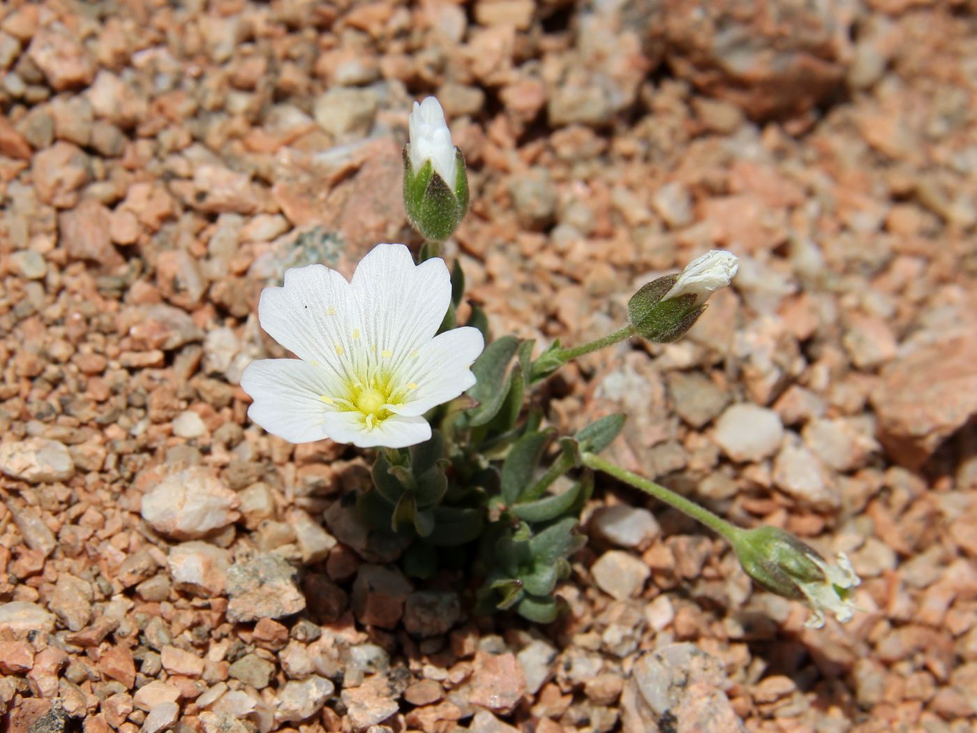 Image of Cerastium lithospermifolium specimen.