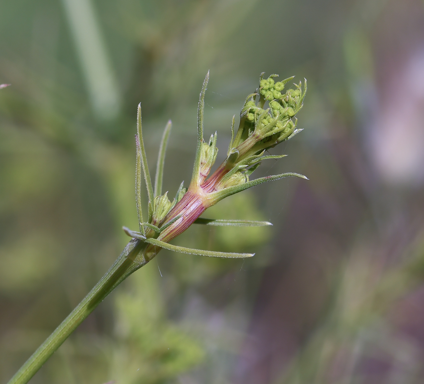 Image of Bilacunaria boissieri specimen.