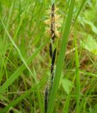 Carex acuta