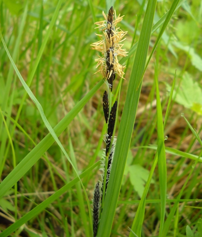 Изображение особи Carex acuta.