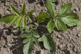 Serratula manshurica