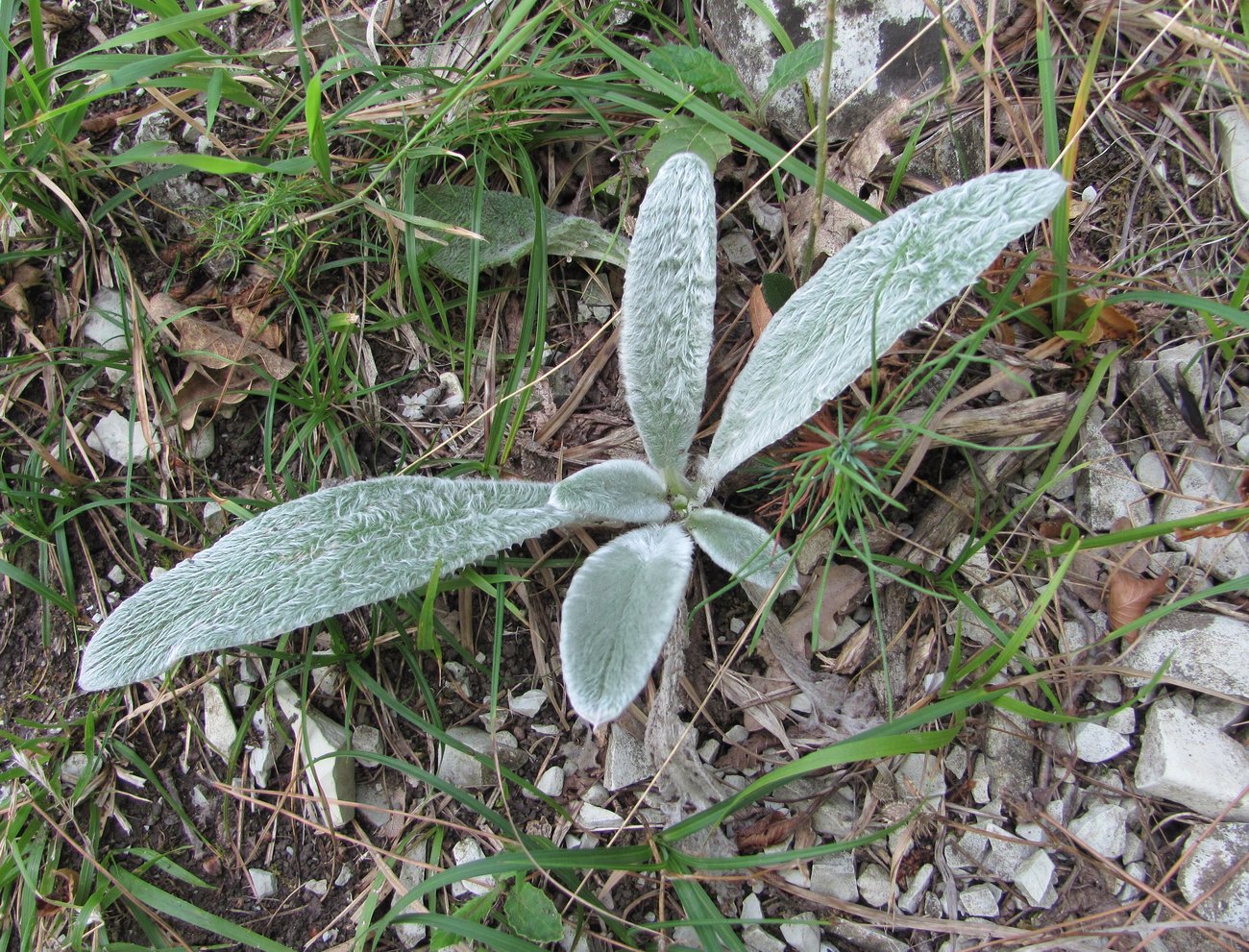 Image of Stachys velata specimen.