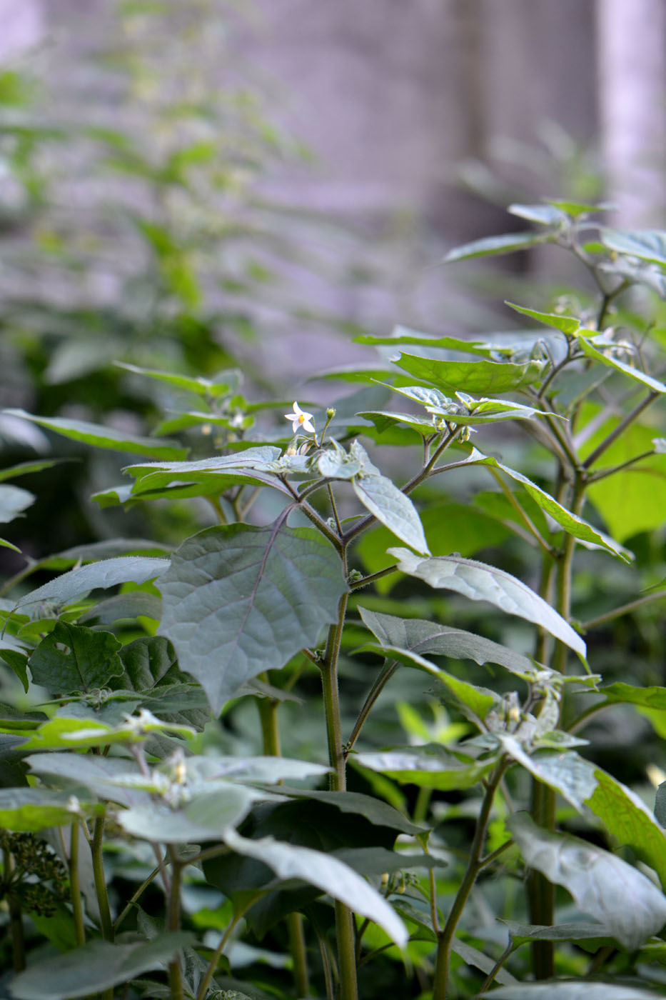 Изображение особи Solanum nigrum.