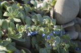 Mertensia maritima. Побеги цветущего растения. Мурманская обл., п-в Рыбачий, берег губы Скорбеевской, каменистая литораль. 25.08.2019.