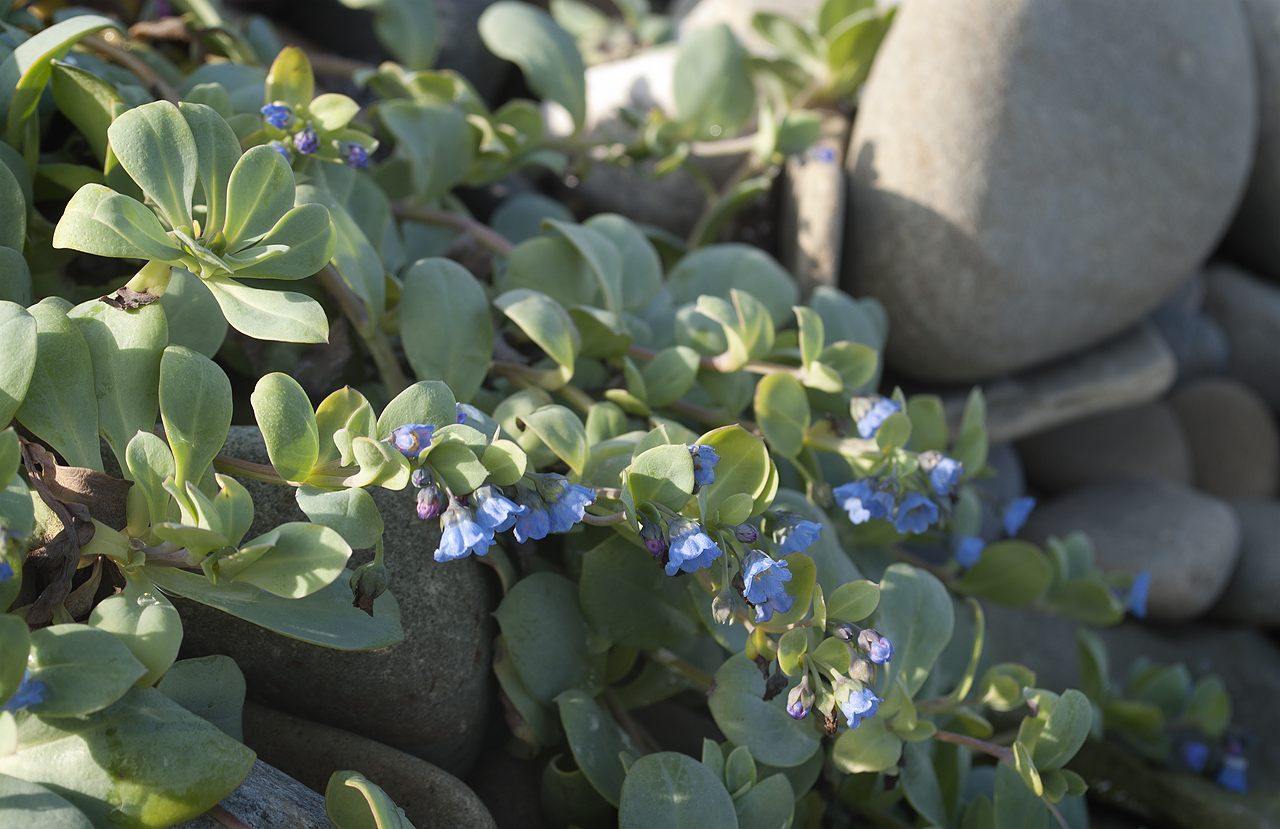 Изображение особи Mertensia maritima.