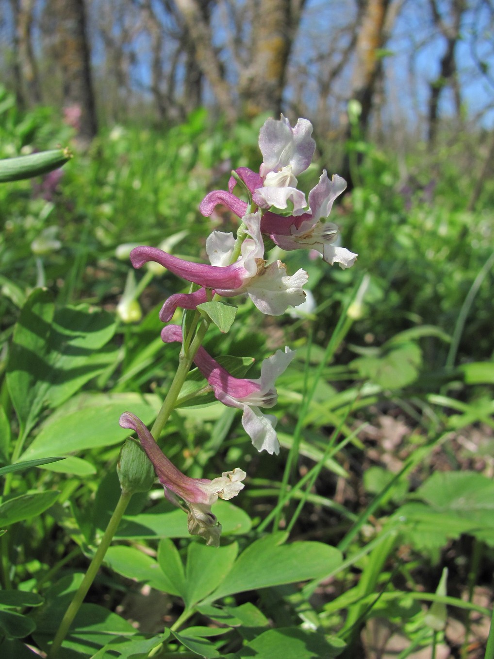 Изображение особи Corydalis cava.