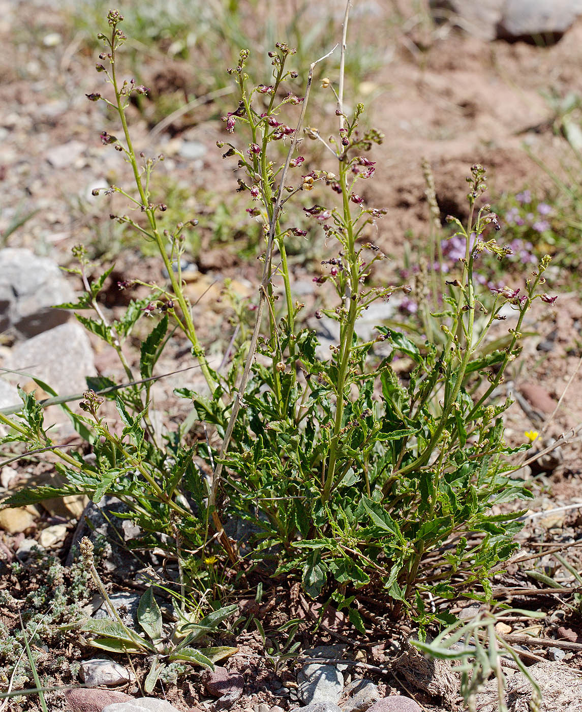 Image of Scrophularia kiriloviana specimen.