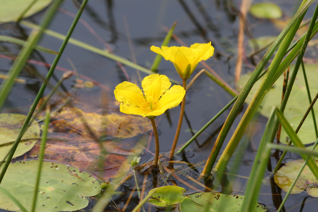 Image of Nymphoides peltata specimen.