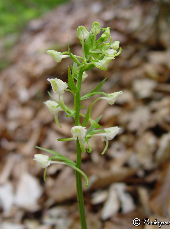 Изображение особи Platanthera chlorantha.