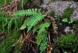 Polypodium vulgare