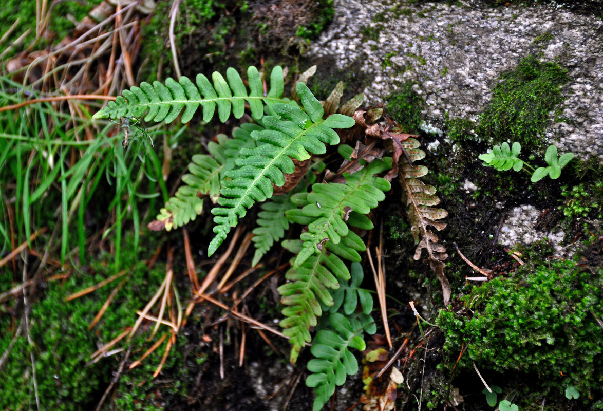 Изображение особи Polypodium vulgare.