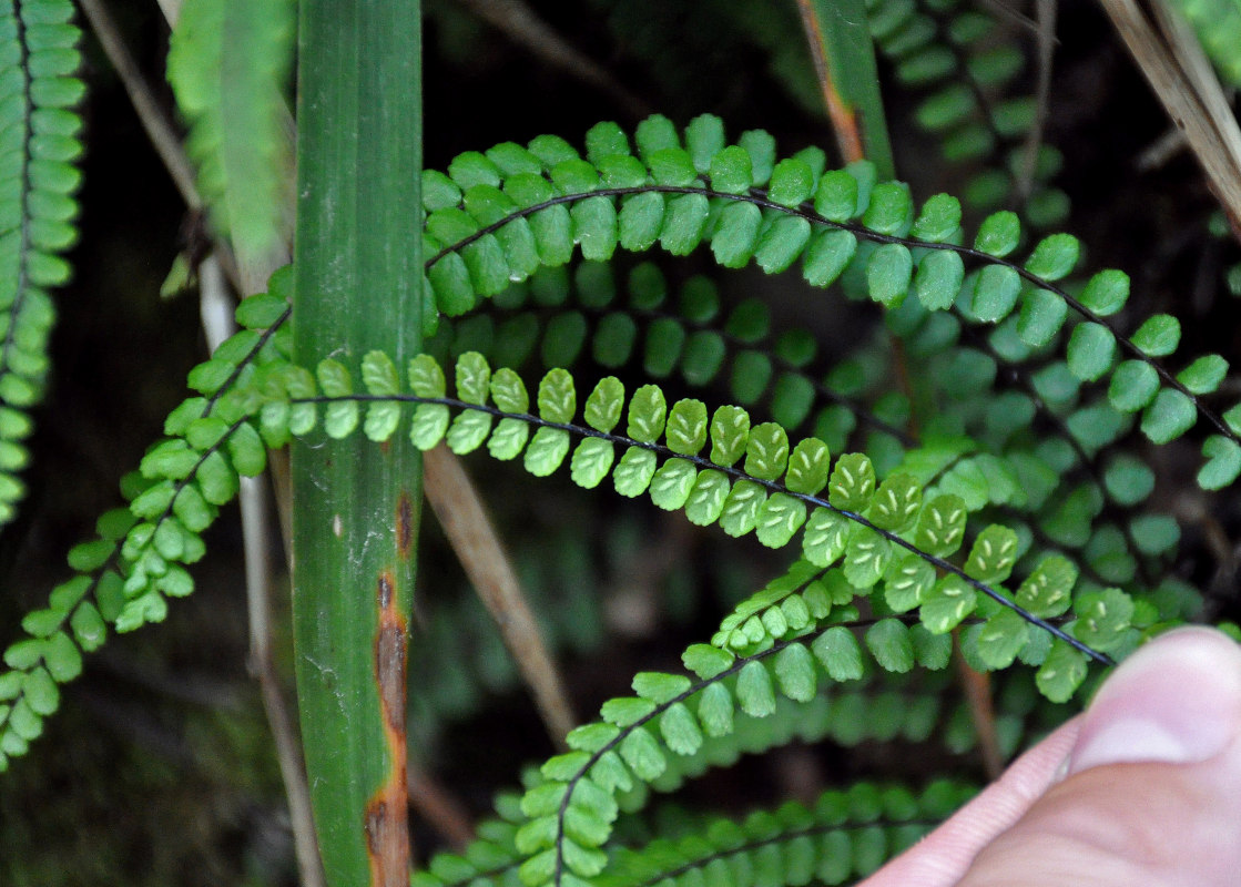 Изображение особи Asplenium trichomanes.