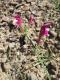Scutellaria intermedia