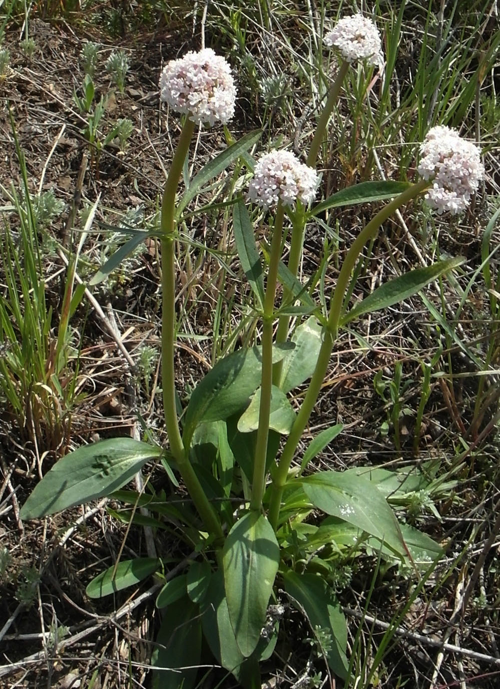 Изображение особи Valeriana tuberosa.