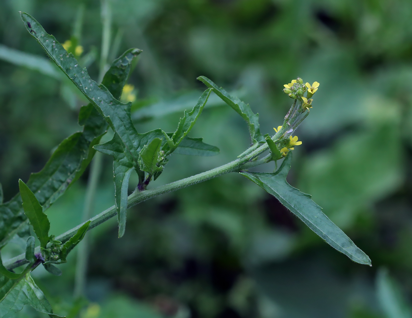 Image of Sisymbrium officinale specimen.