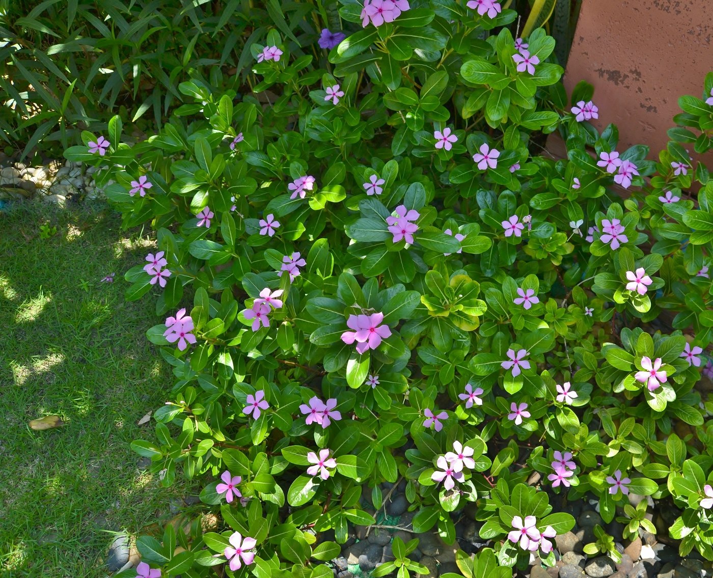 Image of Catharanthus roseus specimen.