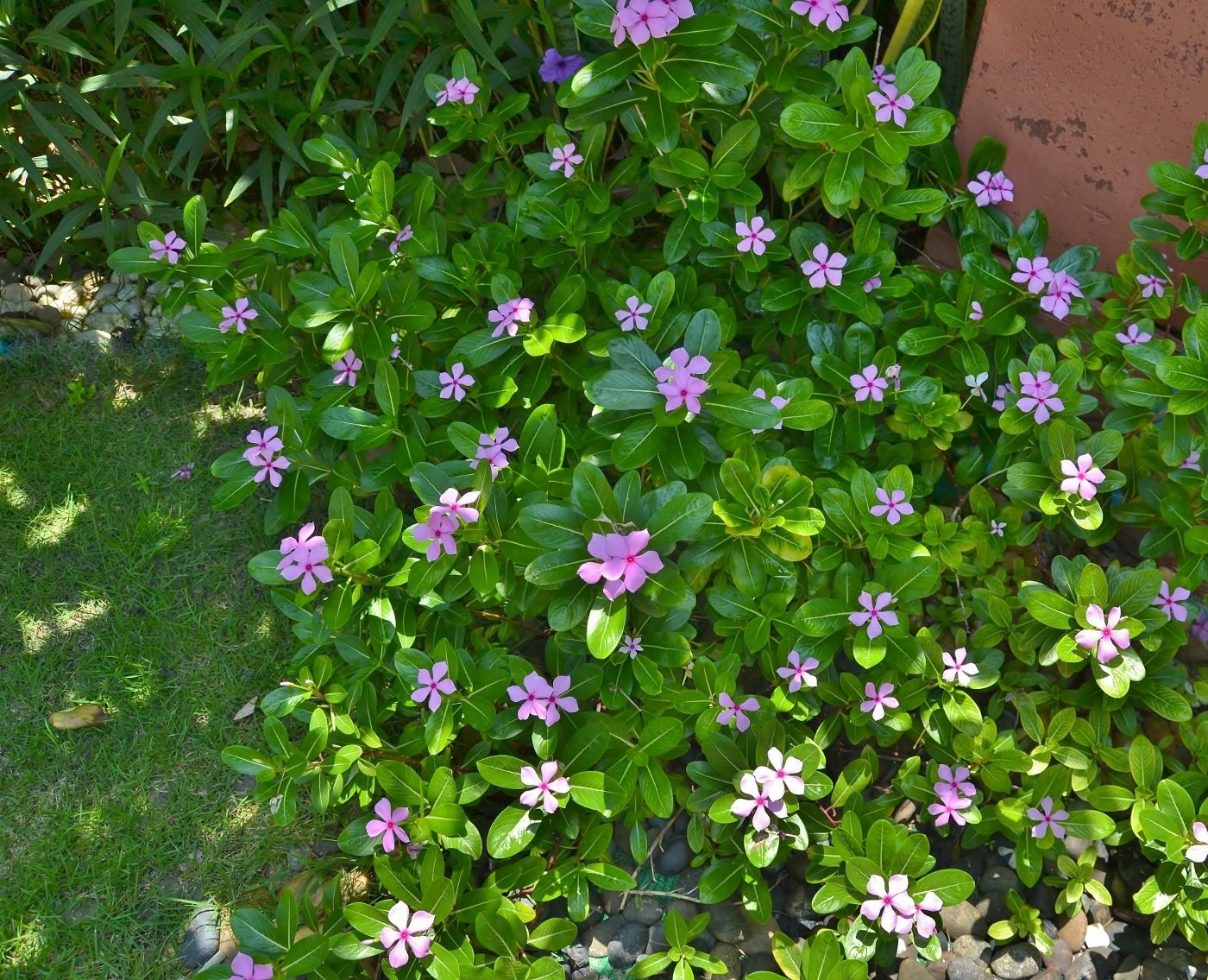 Image of Catharanthus roseus specimen.