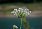 Daucus carota. Соцветие. Сербия, национальный парк Тара, плоскогорье Равна Тара, западный берег оз. Заовине, каменистый склон, у воды. 09.07.2019.