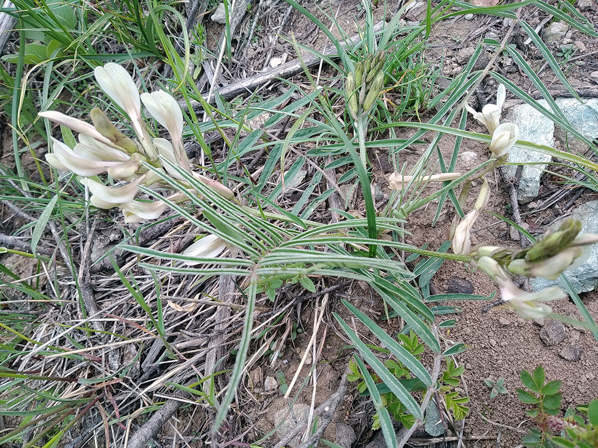 Изображение особи Astragalus acormosus.