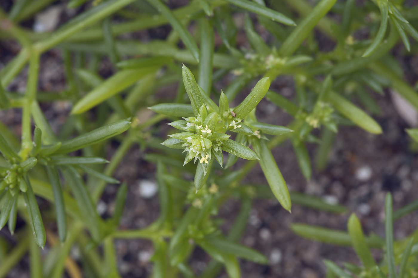 Image of Salsola komarovii specimen.