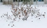 Image of taxon representative. Author is Игорь Павлов