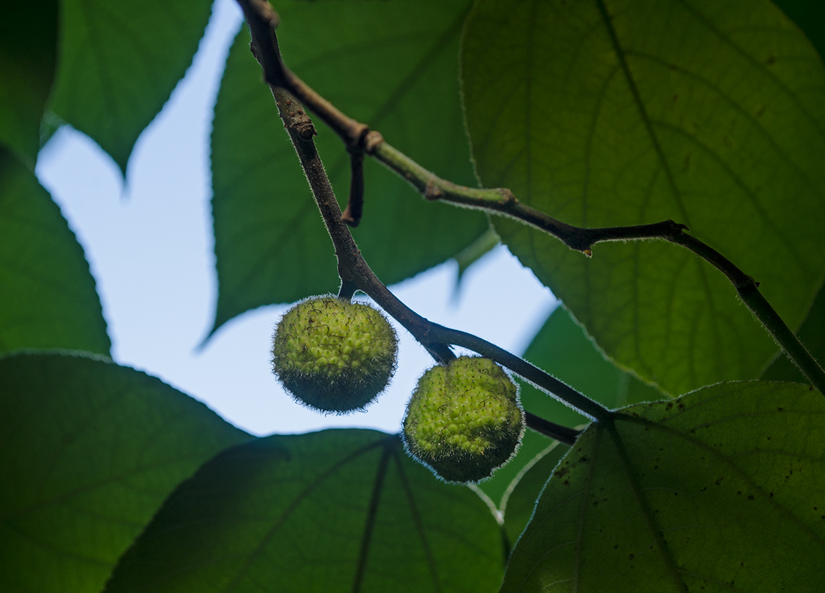 Image of Broussonetia papyrifera specimen.