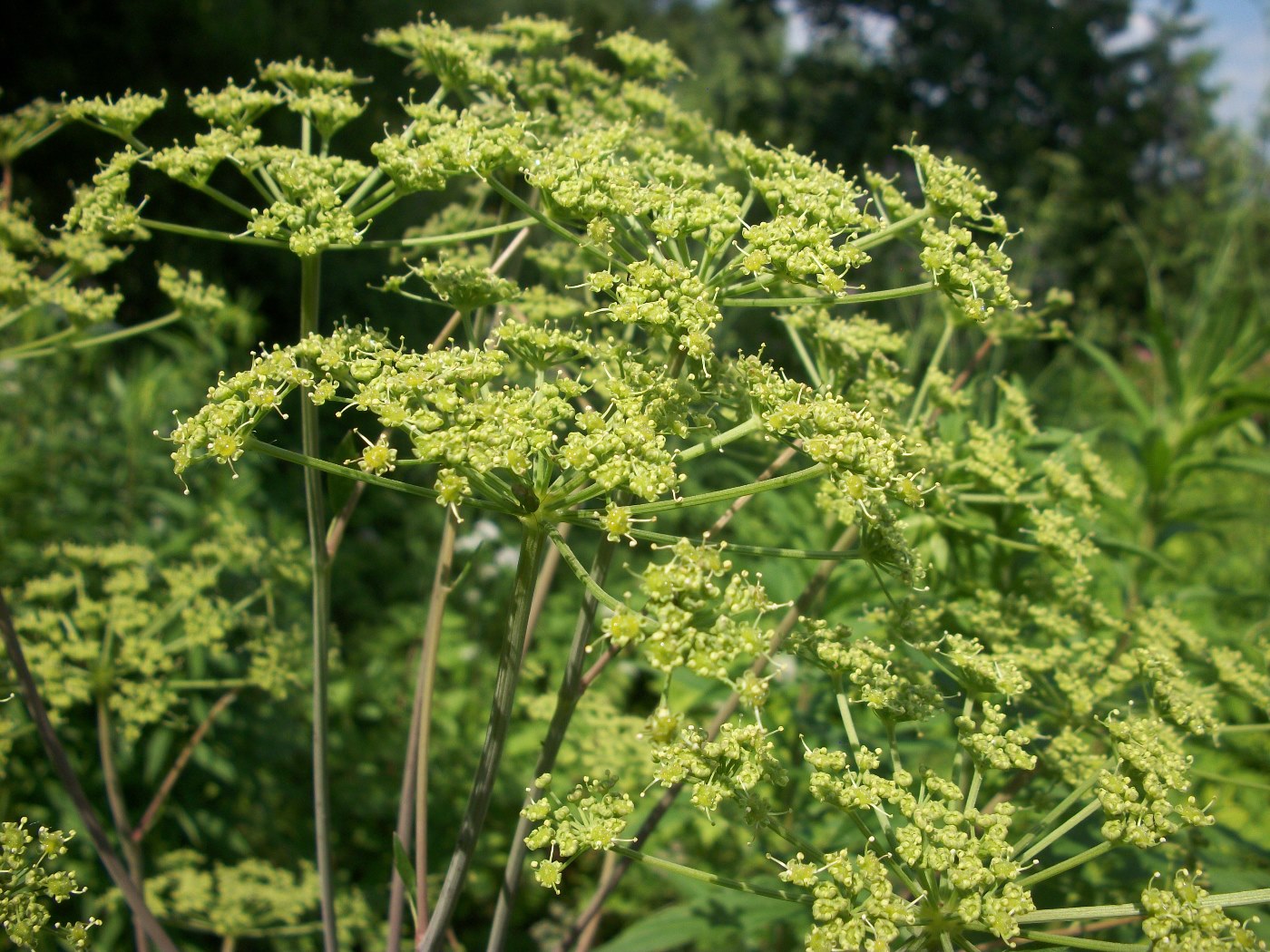 Изображение особи Tommasinia altissima.