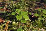 Linnaea borealis